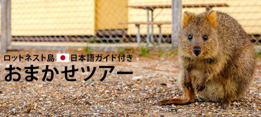 世界一幸せな動物 クォッカ とは 上手に写真を撮るコツも解説 Aqua